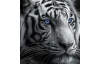 Panoramatický obraz na plátne Čiernobiely tiger s modrými očami, 140x60 cm